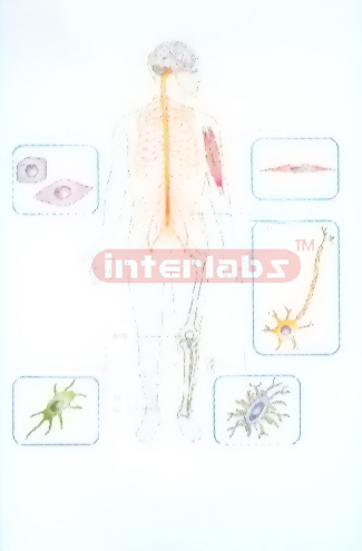 HANGING HUMAN CELLS LOCATION IN THE BODY